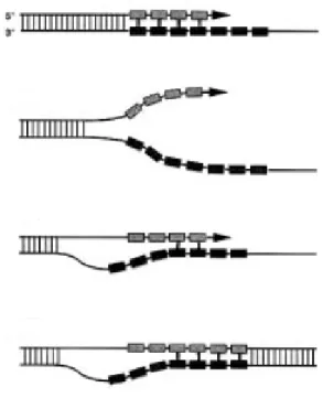 Figura 3: Modelo de deslizamento da DNA polimerase conhecido por stutter. Fonte: Adaptado de  Walsh et al., 1996