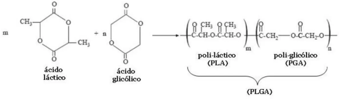 Figura 2: Estruturas químicas dos dímeros cíclicos do ácido láctico, do ácido glicólico e dos  poliésteres PLA e PGA formando o copolímero PLGA