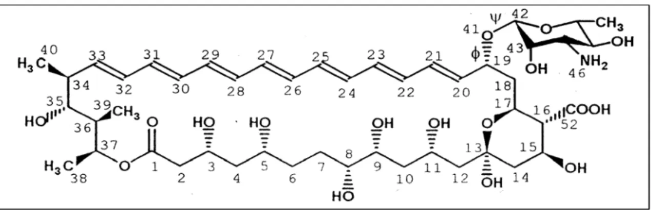 Figura 5: Estrutura química do fármaco anfotericina B. Adaptado de Carrillo-Muñoz et al.,  2006