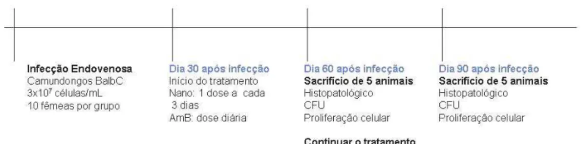 Figura 6: Cronograma de tratamento para os camundongos infectados com P. brasiliensis  por via endovenosa