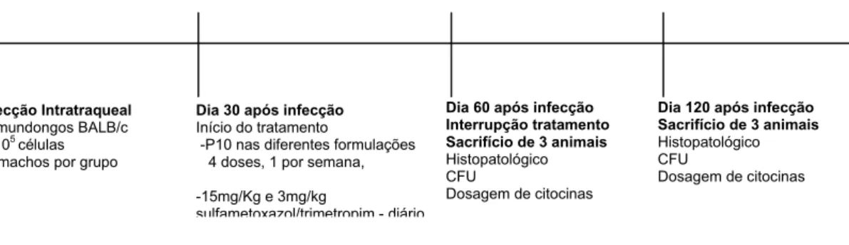 Figura 7: Esquema de tratamento para os camundongos infectados com P. brasiliensis por  via intratraqueal