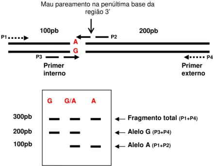 Figura 1.1 – Demonstração da genotipagem do SNP usando o método “Tetra-Primer ARMS-PCR”