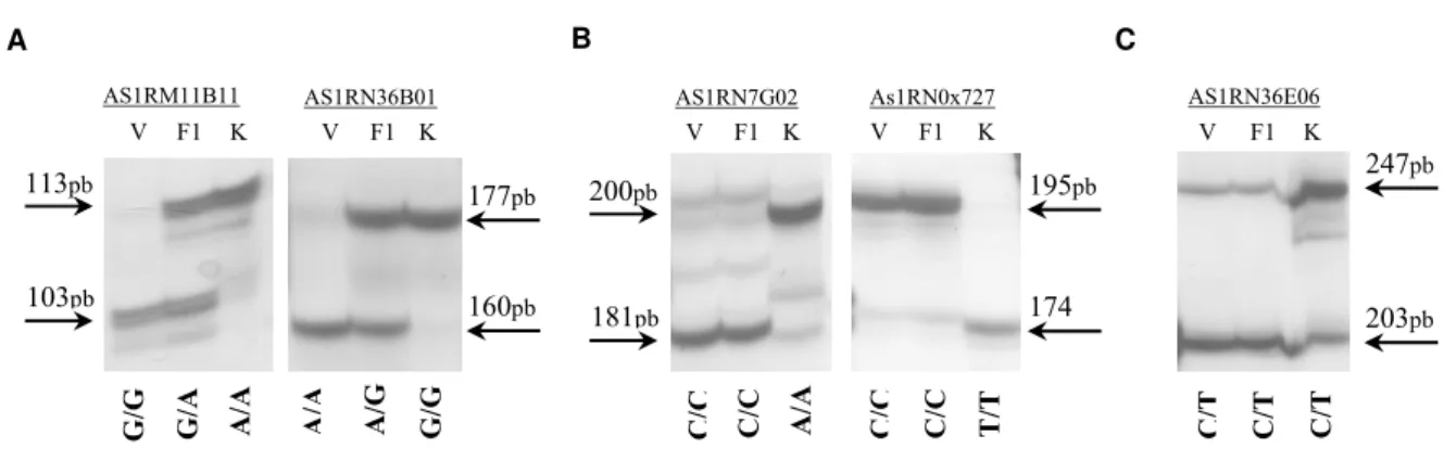 Figura 1.3  – Perfil das bandas obtida pelo método “tetra-primer ARMS PCR” amplificadas nos parentais da  população de mapeamento AA, V (A