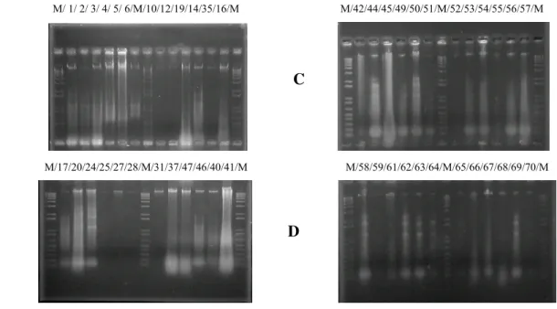 Figura 1: Padronização do DNA cromossomal extraído. O Marcador (M) utilizado foi 1Kb  Plus DNA Ladder (expresso em Kilobases)