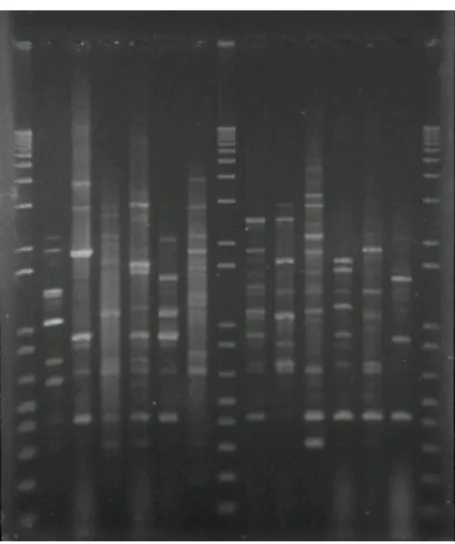 Figura 2: Reação de PCR por RAPD (primer 208). As amostras do Grupo E - 69, 70, 71, 72,  73, 74, 75, 76, 77, 68, 60 e 83 (Código UCB) estão indicadas