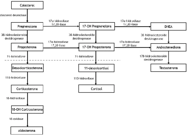 Figura 2-Esteroidogénese, enzimas e vias e intermediários. 