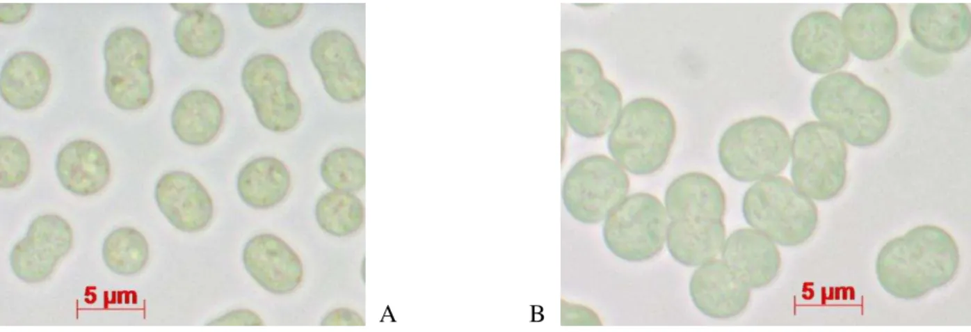 Figura 5. Células de Microcystis aeruginosa observadas em microscópio de luz transmitida – modalidade campo claro  – aumento de 100x