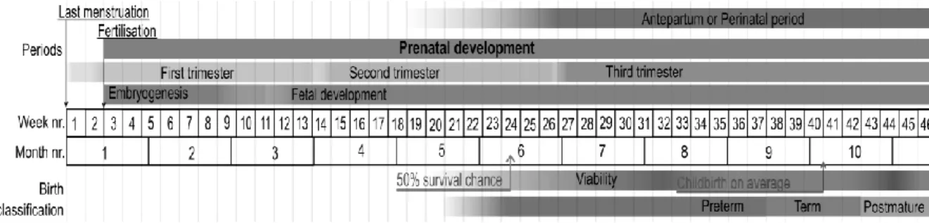 Figure 2.1: Prenatal development. Stages in prenatal development, presenting viability and point of 50% chance of survival  (limit  of  viability)  at  bottom