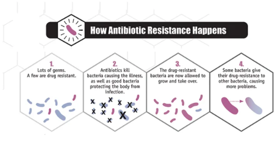 Figure 1.2 Antibiotic resistance. How some bacteria resist antibiotics, remain in the body and transmit  their resistance