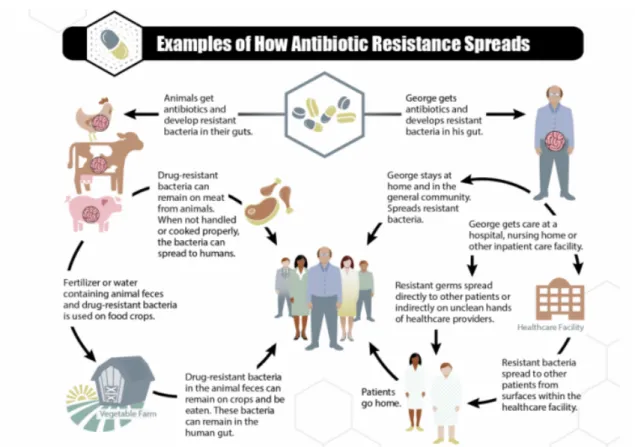 Figure 1.3 Ways in which antibiotic-resistant bacteria can proliferate. Adapted from CDC, 2013