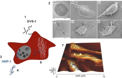 Fig. 4.1 Cell death induced by SVS-1 and HNP-1 peptides. SVS-1 engages electrostatically the cancer cell membrane (1) and folds into a β -hairpin structure capable of forming pores (solid arrow) with leakage of the cellular contents (dashed arrow) as shown