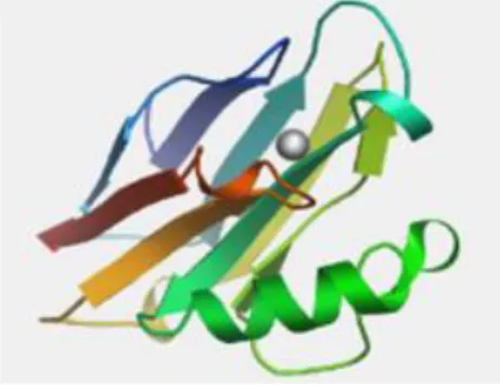 Figure 1: Structure of azurin (Adapted from Karpiński and Szkaradkiewicz, 2013). 