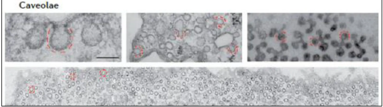 Figure 4: Caveolae: Electron micrographs showing the ultrastructure of  caveolae in fibroblasts (main panel  and  at  high  magnification  upper  left),  and  the  complex  arrangements  of  caveolae  in  cultured  adipocytes  (upper middle) and in skeleta
