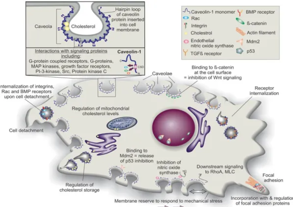 Figure  5:  Structure  and  general  activities  of  caveolae/caveolin-1.  Caveolae  are  flask-shaped  invaginations  in the cell membrane coated with multimers of caveolin scaffolding proteins