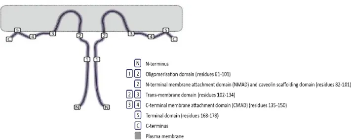 Figure  6:  The  topology  of  caveolin-1  (Cav1),  depicted  as  a  homo-dimer,  permits  anchorage  to the  plasma  membrane  through  a  central  hydrophobic  domain,  flanked  by  hydrophilic  N-  and  C-terminal  cytosolic  domains (Adapted from Patan