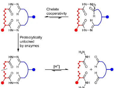 Figure 6 - MMP-2 unlocking and pH-sensitive release of MMAE, adapted from (32) 