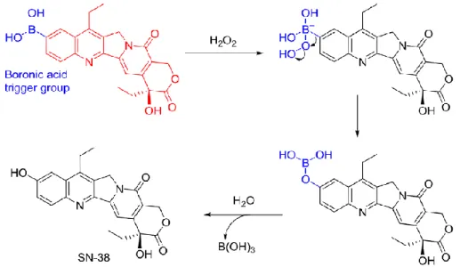 Figure 8 - ROS-activated SN-38 with a boronic acid trigger, adapted from (10) 