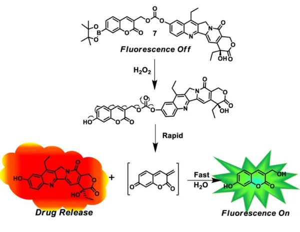 Figure 9 - ROS-activated SN-38 with a boronate  ester trigger and a coumarin fluorophore, adapted from (43) 