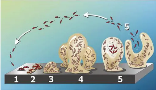 Figure 1 – Biofilm formation as a five-stage process. 