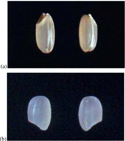Figura  3 –  (a)  grãos  não-glutinosos,  rico  em  amilose,  com  aspecto  translúcido;  (b)  grãos  glutinosos,  ricos  em  amilopectina, com aspecto opaco