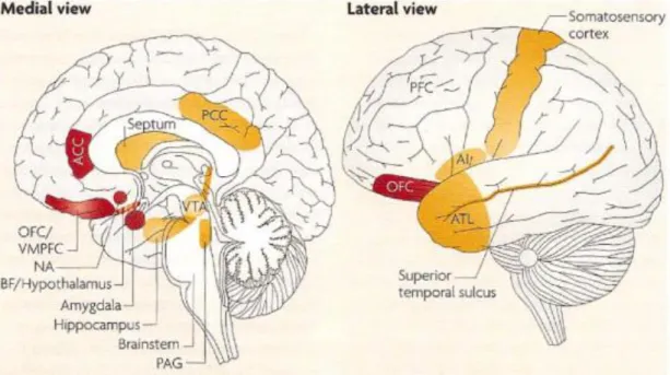 Figure 3. Emotional Brain (From Hoffmann et al. [76]) 