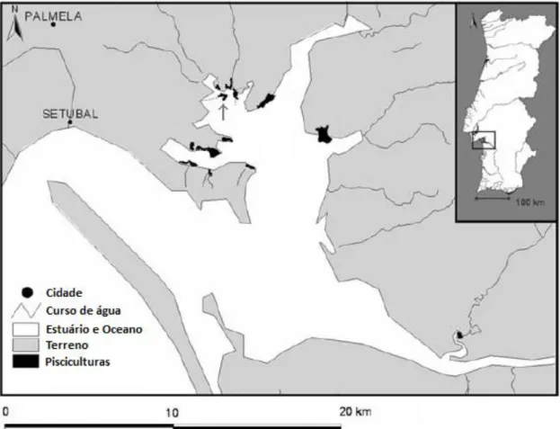 Figura 1 – Estuário do Sado: pisciculturas avaliadas por Freitas et al. em 2007 (polígono preto)