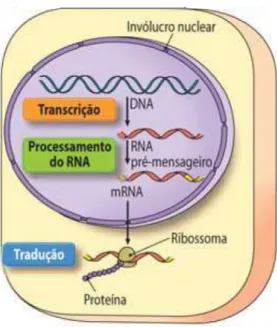Figura 1.6: Transformação da linguagem de DNA na linguagem proteica (fonte: http://biogeorecursos.files.wordpress.com em 08/02/2008).