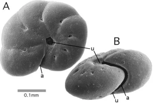 Figura 1 – Foraminífero bentónico. A- Vista lateral; B- Face oral; a- abertura; u- umbilicus (adaptado de  http://paleopolis.rediris.es/cg/CG2006_M02/)