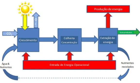 Figura 1.17 – (A) Sistemas fechados – Fotobioreactor  (Fonte - 