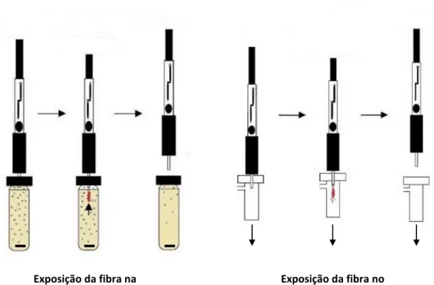 Figura  1.1  -  Exemplificação  esquemática  de  uma  seringa  de  SPME  durante  a  extração  e  dessorção do analito num sistema de GC [Adaptado de [10]]
