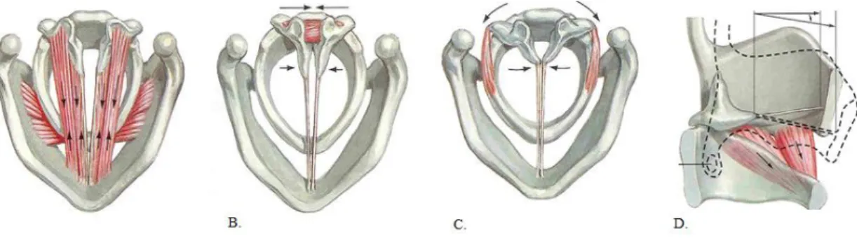Figura 5: Acção induzida pelos músculos adutores. A. músculos tiroaritnóideos; B. 