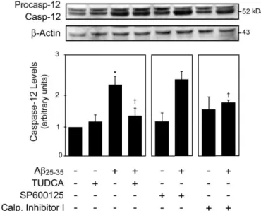Figure  3.2.  TUDCA  modulates  Aβ-induced  caspase-12  processing  in  PC12  neuronal  cells