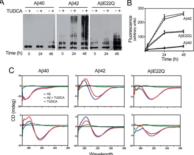 Figure  2.1.    Structural  studies  of  wild-type  and  Dutch-variant  Aβ  peptides.    HFIP-treated  peptides  at  1  mg/ml  in  PBS  were  aggregated  at  37 o C  for  up  to  48  h