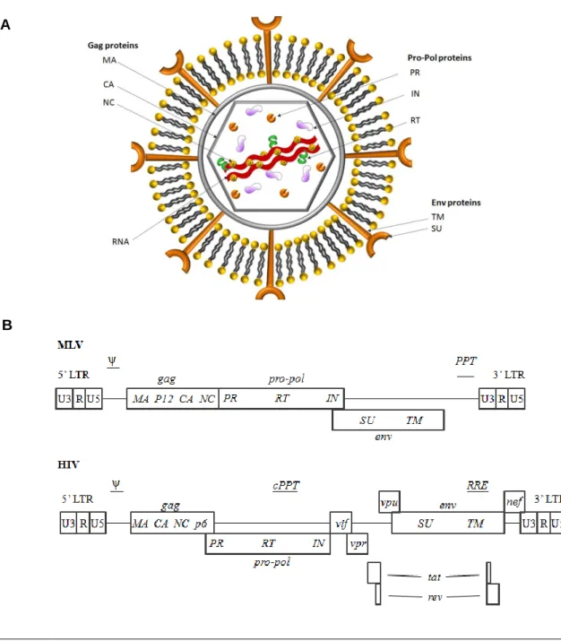 Figure  1  –  A)  Schematic  representation  of  a  retrovirus;  B)  genome  organization  of  MLV  and  HIV  4 