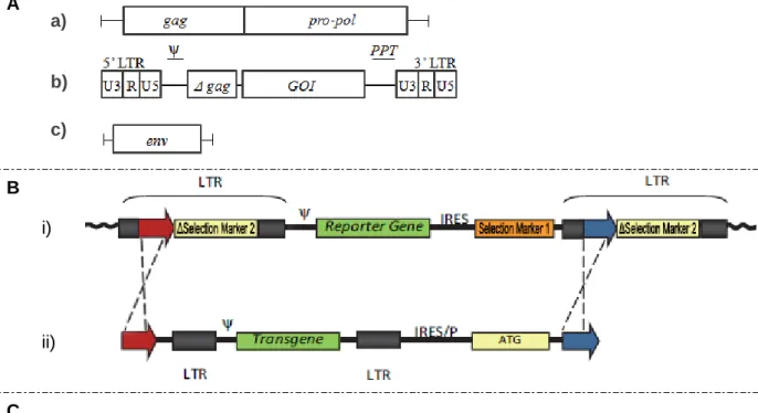 Figure  2  -  Representation  of  RV  based  vector  development:  A)  third  generation  split  genome  for  replicative  deficient  RV  production  (a)  packaging  functions,  (b)  transgene  and  (c)  envelope  4 ;  B)  Schematic  representation  of  th