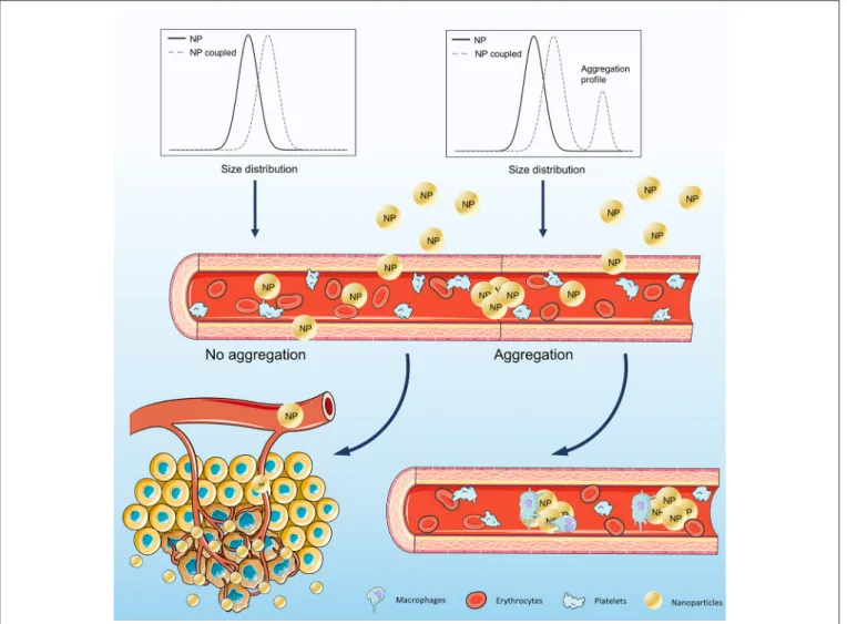 FIGURE 5 | Schematic representation of nanoparticle application in cancer therapy, considering the different size distribution profiles obtained after surface derivatization