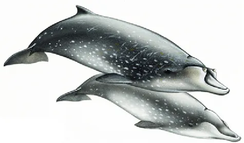 Figure 1.1: Representation of Blainville’s beaked whales. Female (bottom) and male (top)