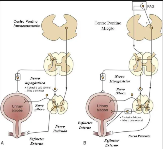 Figura 2. Diagrama com os circuitos reflexos do armazenamento e esvaziamento vesical. 