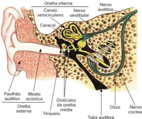 Figura 1 – Estrutura do ouvido   Fonte: CABULOSO.COM (2008a). 
