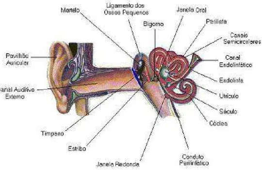 Figura 2 – Estrutura do ouvido interno mostrando os compartimentos da perilinfa e da endolinfa  Fonte: CABULOSO.COM (2008b)