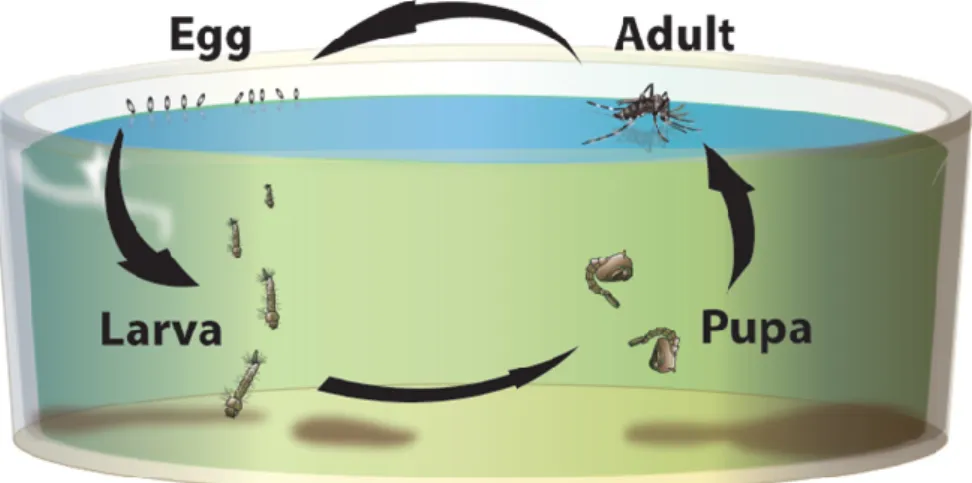 Figura 4. Ciclo de vida do mosquito Anopheles spp.; o potencial portador do parasita da  malária (www.ocvector.org/InvasiveMosquitoes.html, acesso em 26 de setembro 2016)