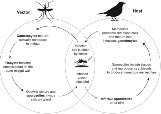 Figure 1 General life cycle of avian haemosporidian parasites (adapted from Atkinson 1999)
