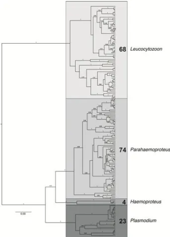 Figure  5  Bayesian  tree  of  all  parasite  lineages  found  in  this  study.  The  numbers  show  the  number  of  lineages  found  in each  genus