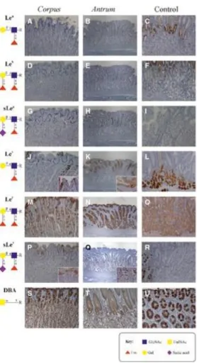 Figure 2. Expression of Lewis antigens and Dolichus biflorus agglutinin (DBA) lectin staining in gastric  mucosa: (A) and (B) Normal canine gastric mucosa, IHC Lea, 100× and 40× respectively