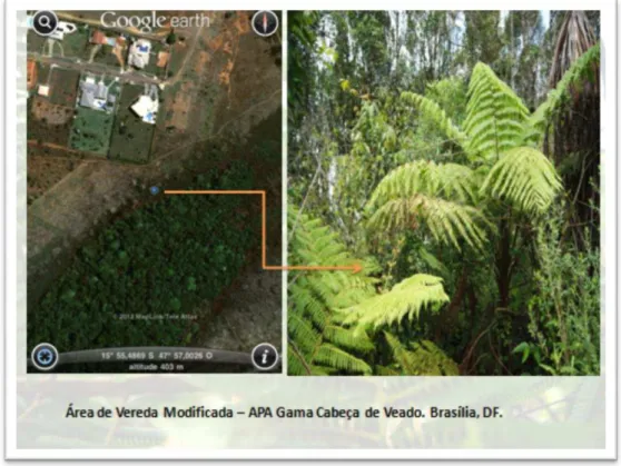 Figura  8  -  Metodologia  empregada,  demonstrando  o  registro  em  campo  das  coordenadas  geográficas de uma das parcelas utilizadas no estudo: Vereda e Mata de Galeria