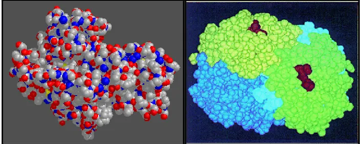 Figura 3.1-6 – Lado esquerdo: estrutura terciária da hexoquinase. Lado direito: estrutura quaternária da  hemoglobina (com quatro polipeptídeos, sendo dois alfa-globina e dois beta-globina)