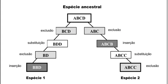 Figura 3.2-2 – Esquema simplificado de possível evolução de duas espécies a partir de um ancestral comum
