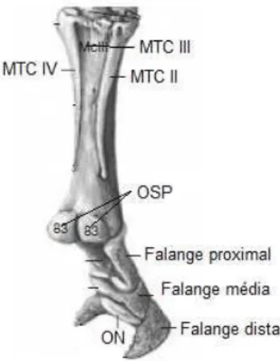 Figura  1  ossos  constituintes  da  parte  distal  do  membro  posterior  (adaptado de Budras et al