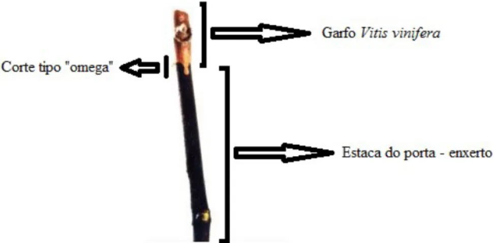 Figura 1.8 – Aspeto da união do garfo com a estaca do porta-enxerto. 