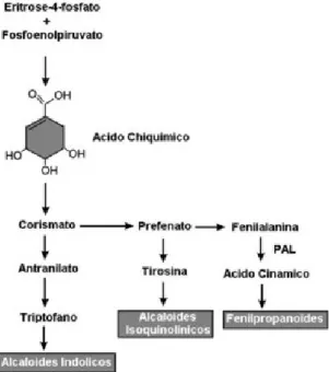 Figura 1.19 – Ciclo do ácido chiquímico.